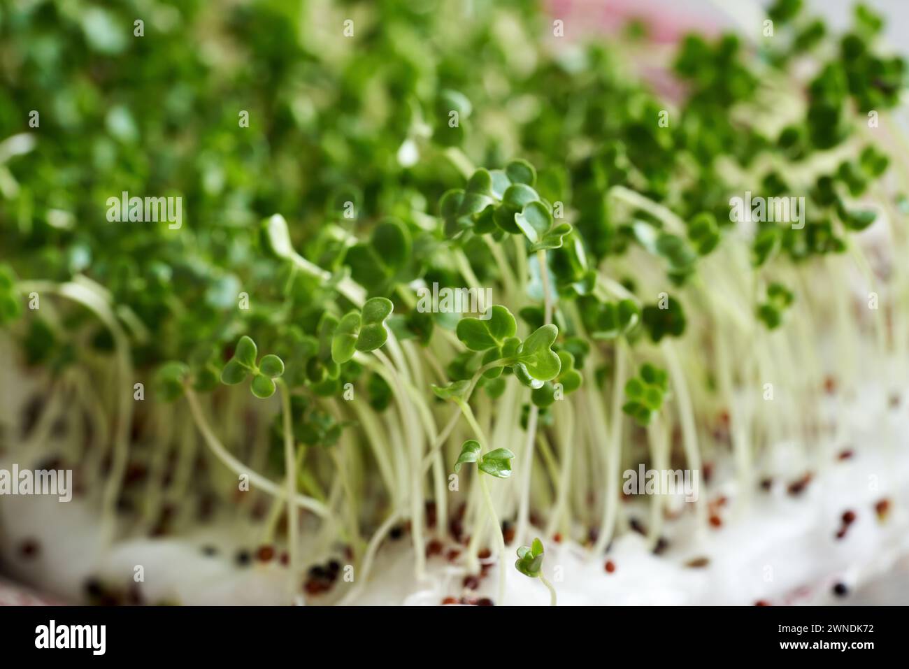 Primo piano di germogli di broccoli freschi o microverdi Foto Stock
