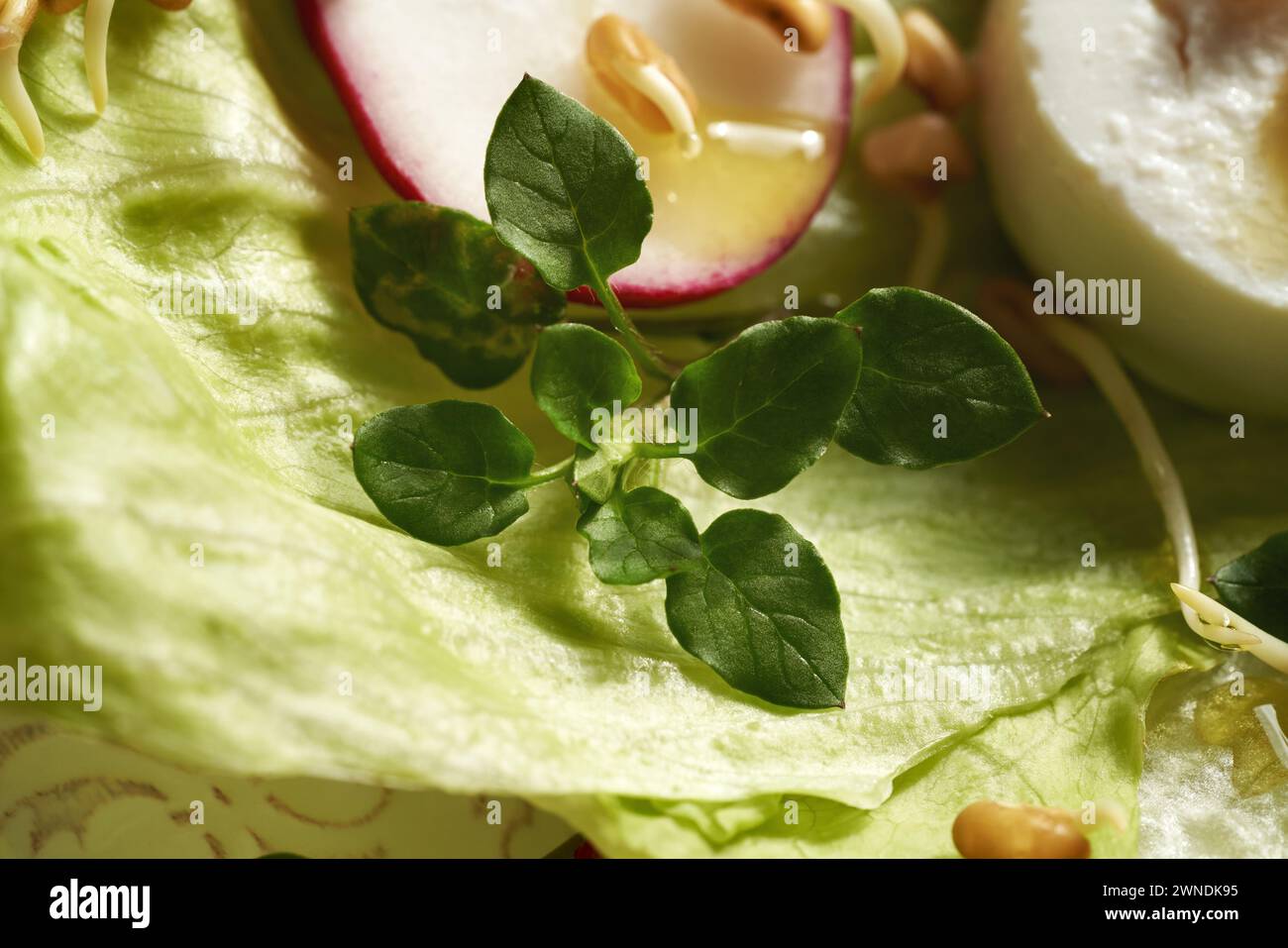 Primo piano di alghe fresche in un'insalata vegetale - pianta commestibile selvatica raccolta all'inizio della primavera Foto Stock