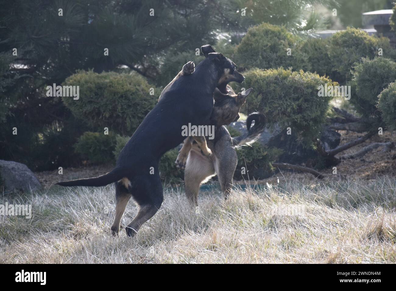 gruppo di cani felici collie di confine seduti sull'erba in estate Foto Stock
