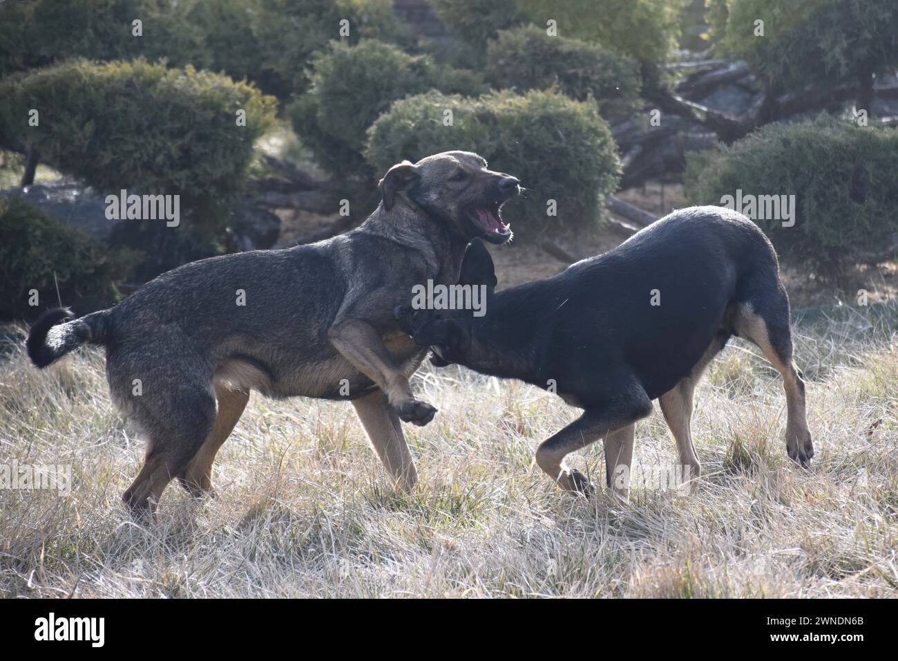 gruppo di cani felici collie di confine seduti sull'erba in estate Foto Stock