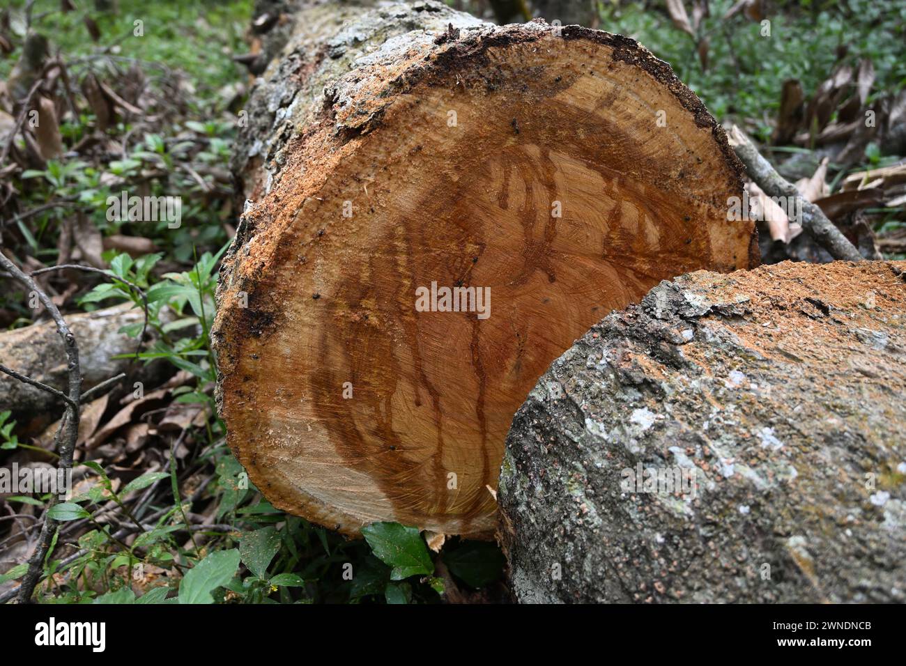 Vista di una superficie tagliata di un tronco di albero da frutto Jack vivo caduto con la linfa dell'albero di emissione Foto Stock