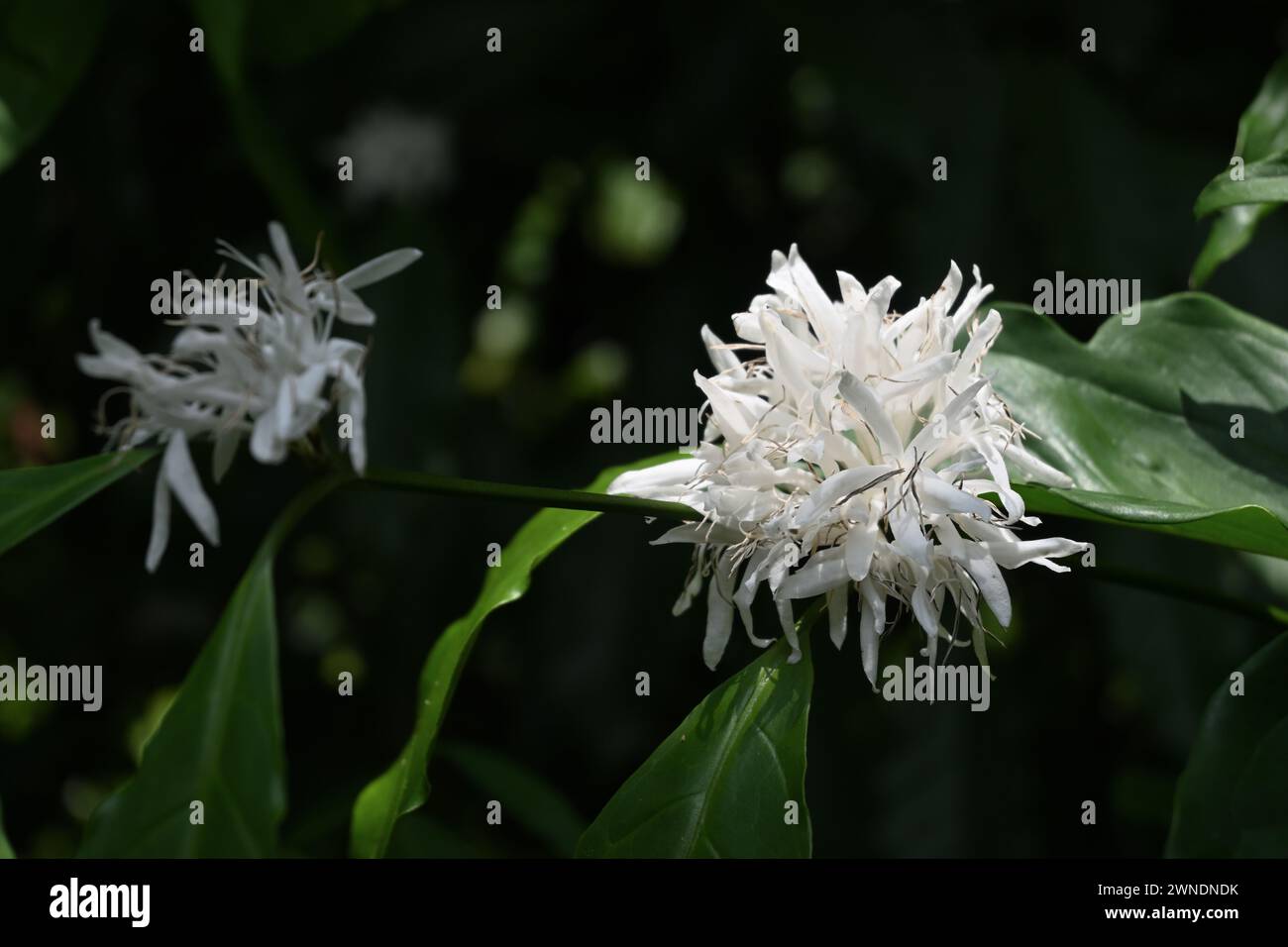 Fiori di caffè bianchi profumati che fioriscono in un gruppo esposto alla luce del sole Foto Stock