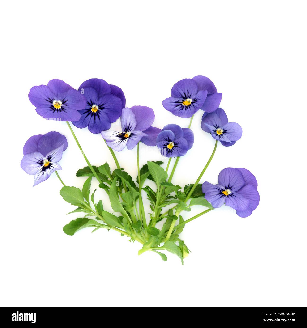 Pianta di fiori di pansia viola Endurio Blue Face Variety su sfondo bianco. Decorazione floreale e erboristeria. Foto Stock