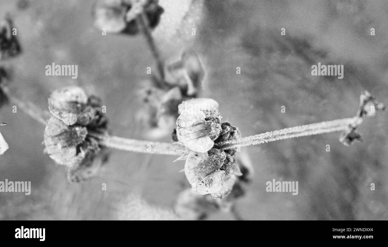 Il basilico germoglia in una pentola per sfondi Foto Stock