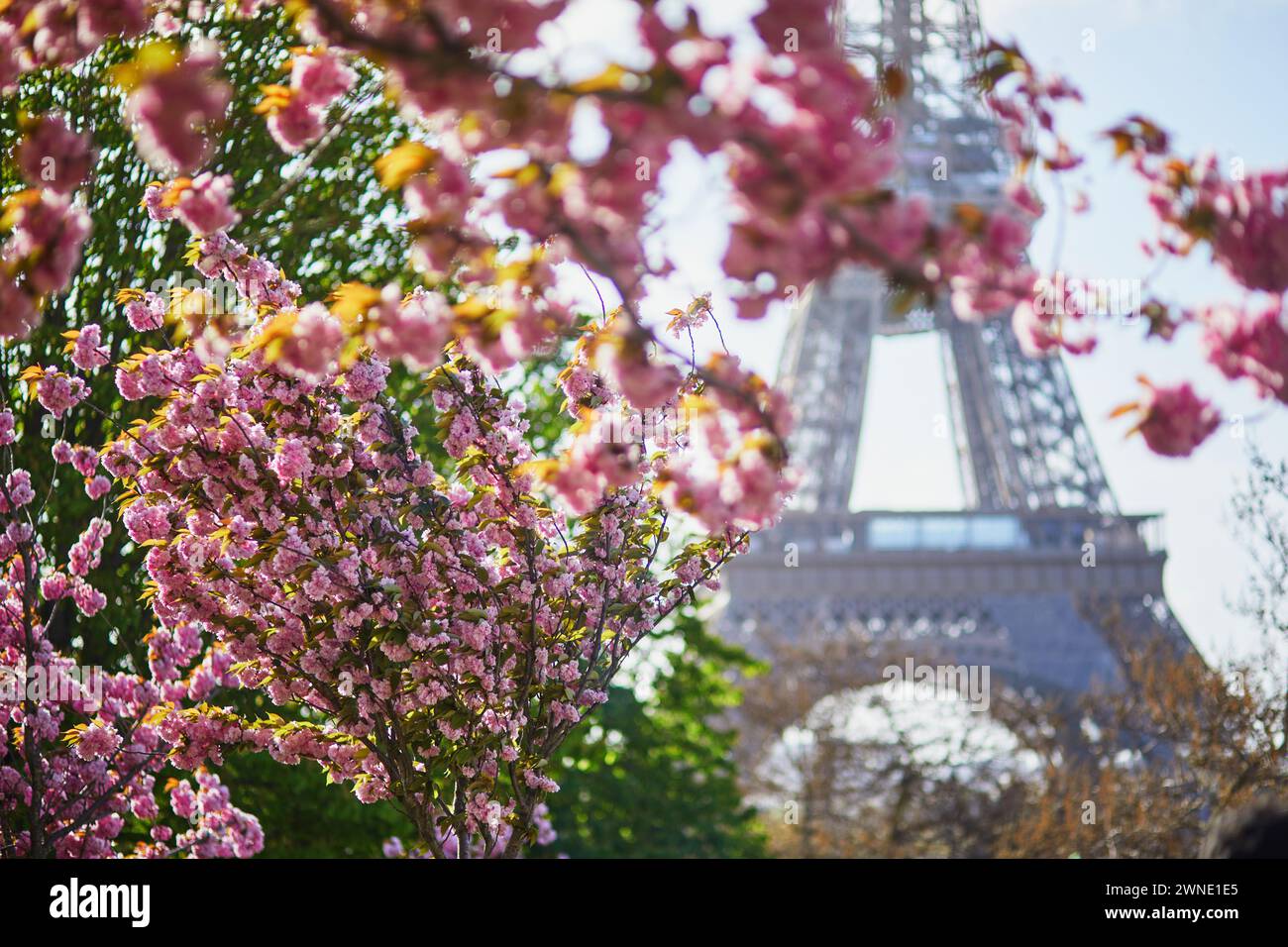 Vista panoramica della Torre Eiffel con alberi di ciliegio in piena fioritura a Parigi, in Francia Foto Stock