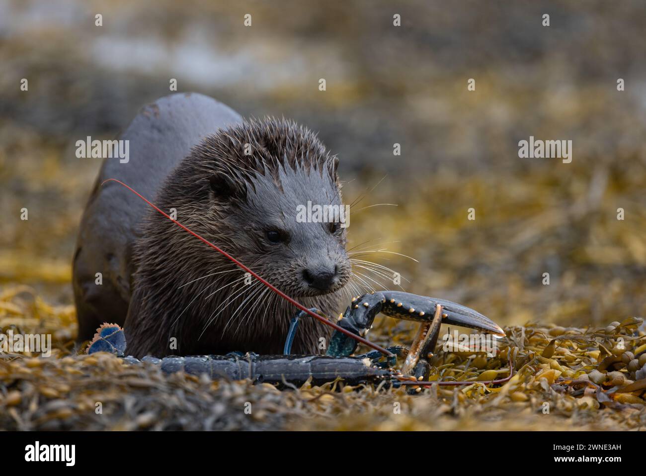 Lontra eurasiatica (Lutra lutra) che mangia un'aragosta su un letto di alghe accanto a un lago di marea sull'isola di Mull in Scozia. Foto Stock