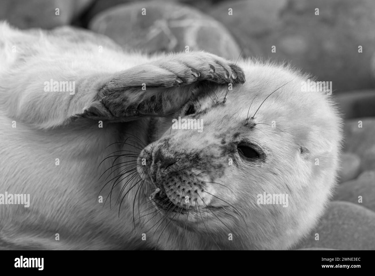Cuccioli di foca grigia appena nati in attesa del ritorno della madre per dargli da mangiare. Trovato su una spiaggia a Berwickshire, Scozia, Regno Unito Foto Stock