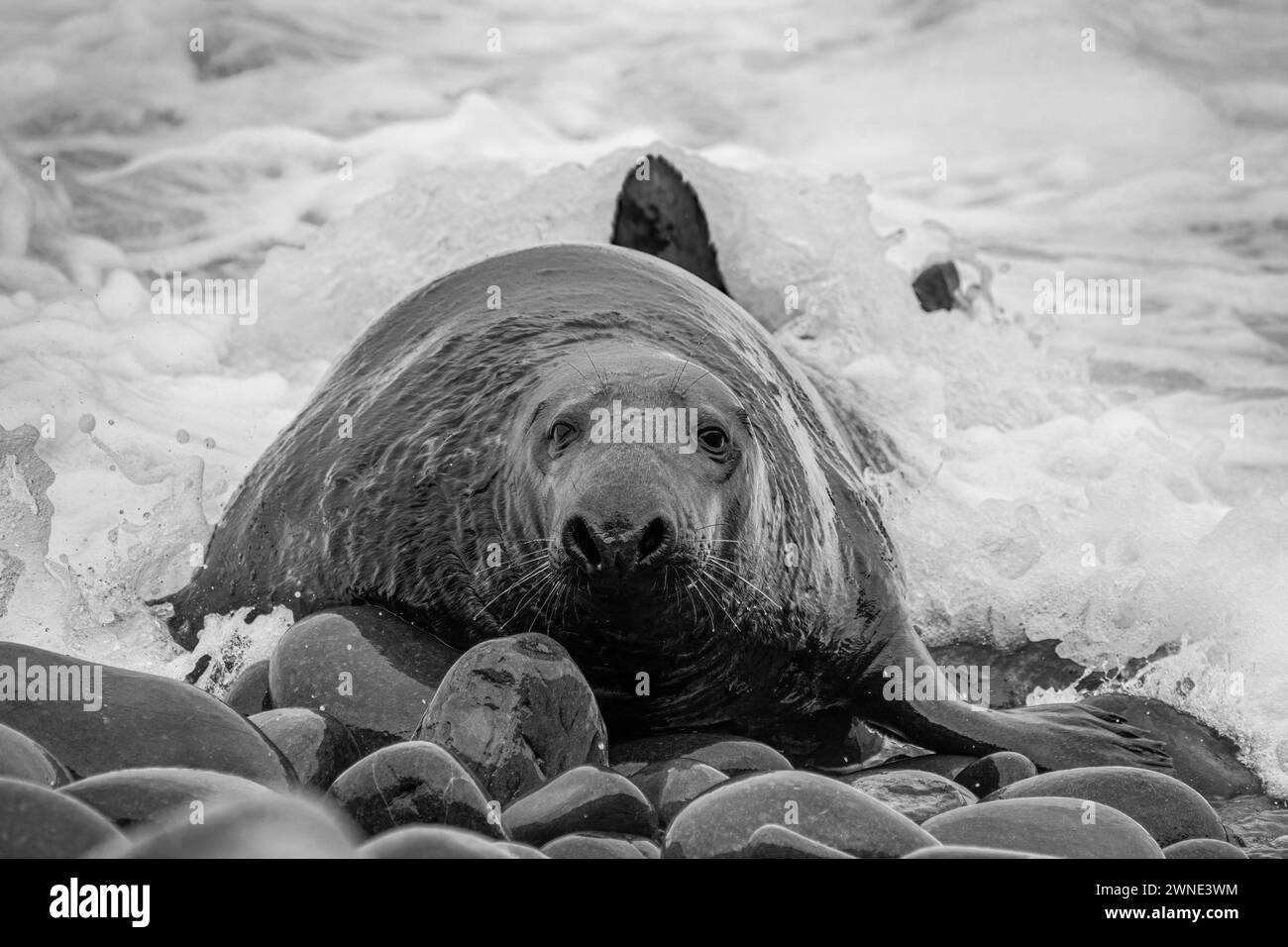 Big Bull Seal arriva a terra. Questo maestro di spiaggia governò i diritti di accoppiamento su una spiaggia nel Berwickshire, Scozia, Regno Unito. Foto Stock