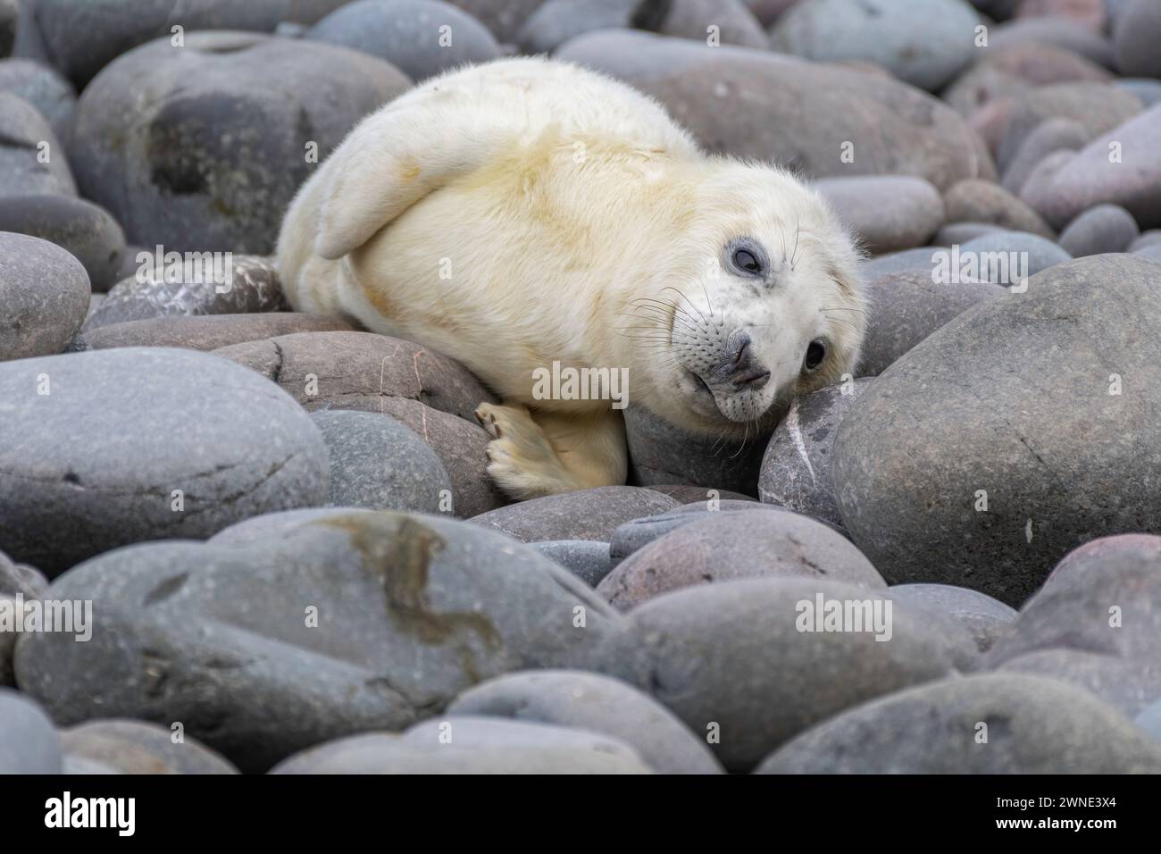 Cuccioli di foca grigia appena nati in attesa del ritorno della madre per dargli da mangiare. Trovato su una spiaggia a Berwickshire, Scozia, Regno Unito Foto Stock