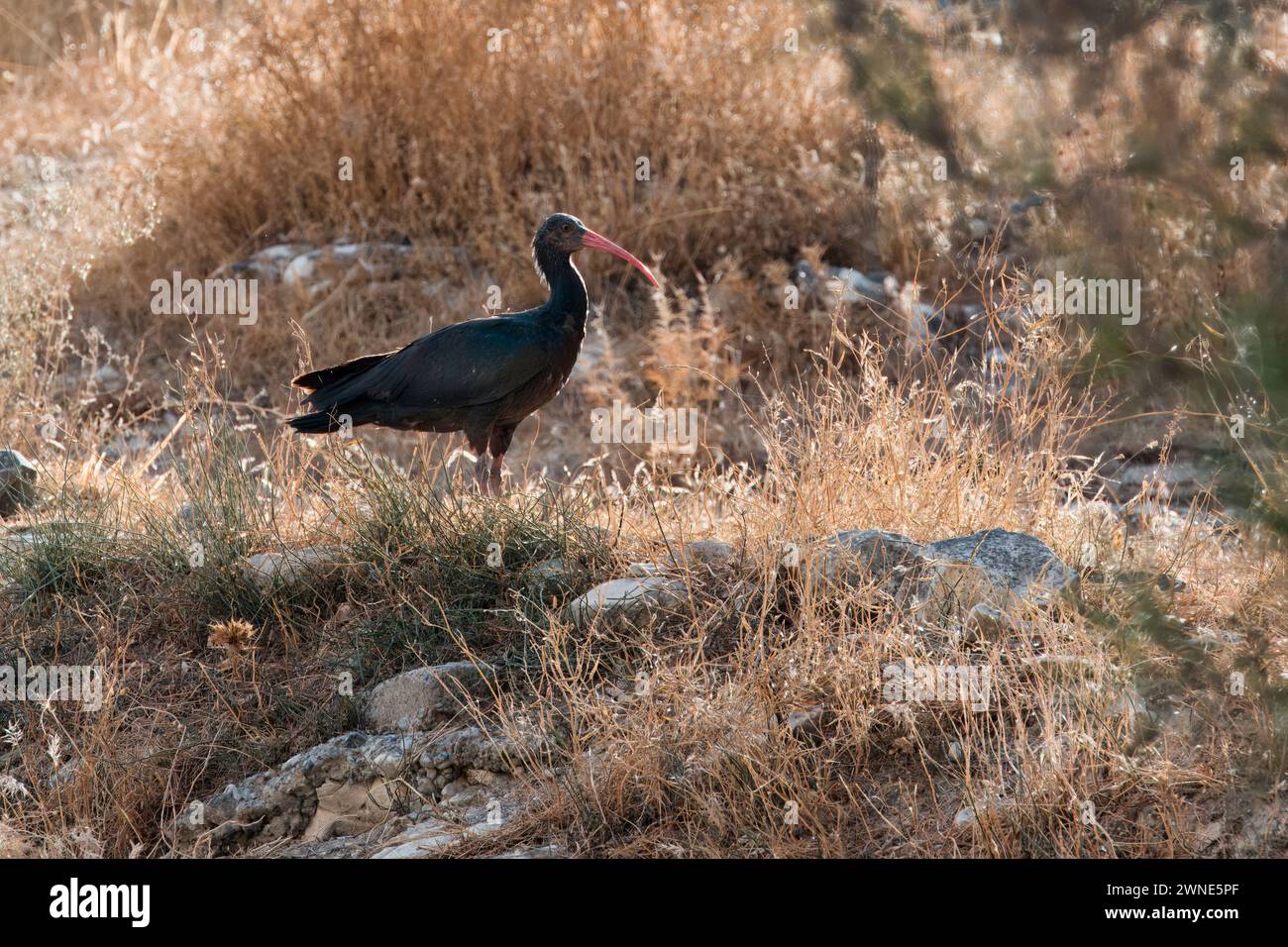 Northern Bald Ibis in un prato, Geronticus eremita, Turchia Foto Stock
