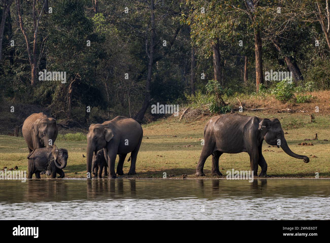 Elefante asiatico - Elephas maximus, splendido grande e iconico mammifero proveniente da foreste e boschi asiatici, riserva delle tigri di Nagarahole, India. Foto Stock