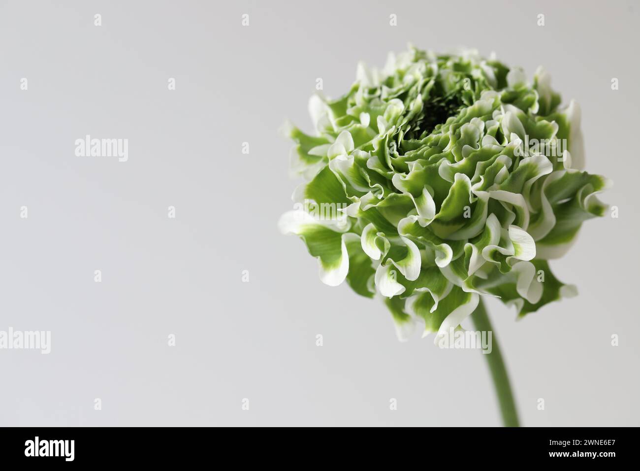 Primo piano di un singolo Pon Pon Pon ranunculus bianco e verde su sfondo bianco, copia spazio Foto Stock