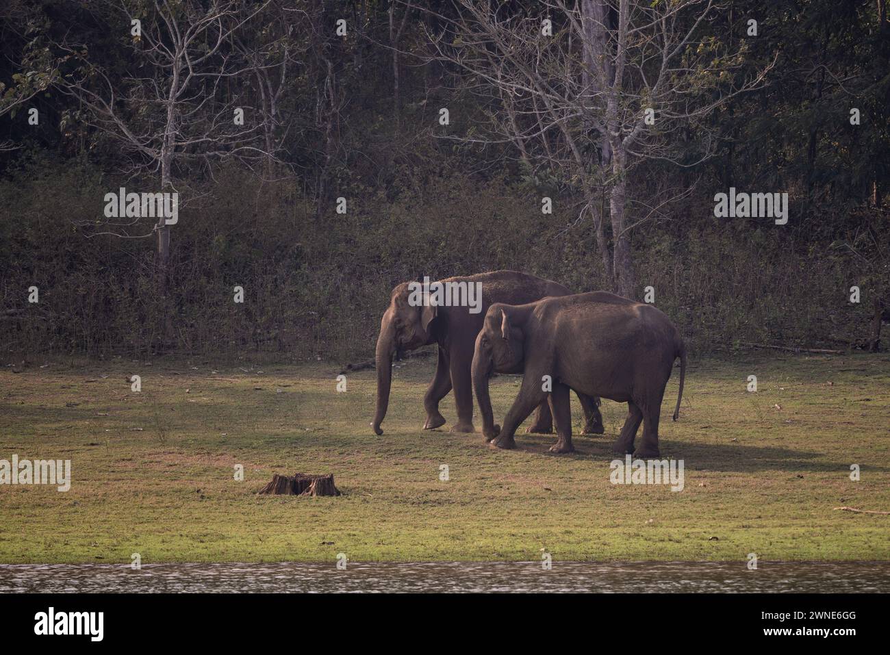 Elefante asiatico - Elephas maximus, splendido grande e iconico mammifero proveniente da foreste e boschi asiatici, riserva delle tigri di Nagarahole, India. Foto Stock