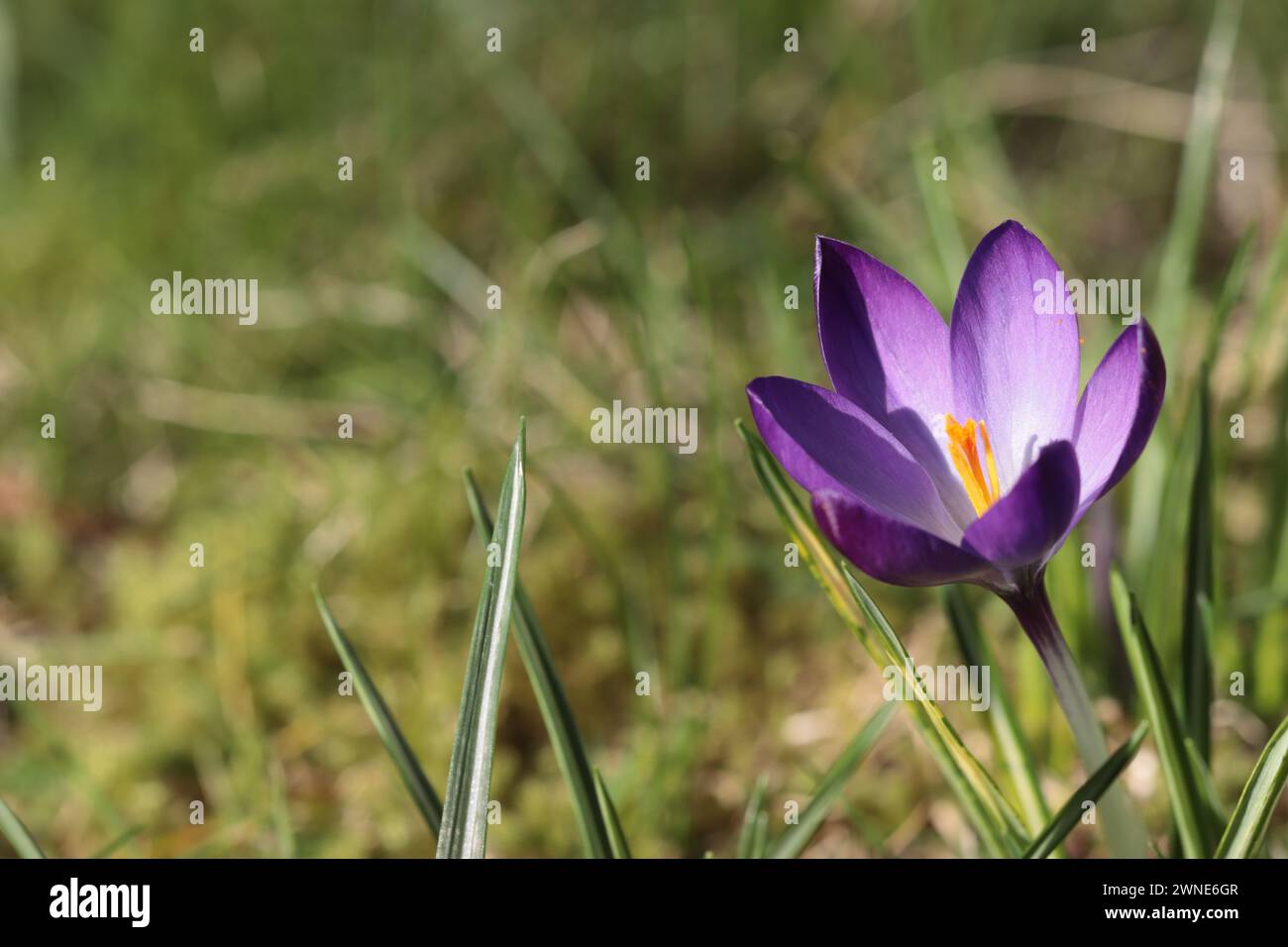 Primo piano di un grazioso Crocus tommasinianus viola in un prato, stanza delle copie Foto Stock
