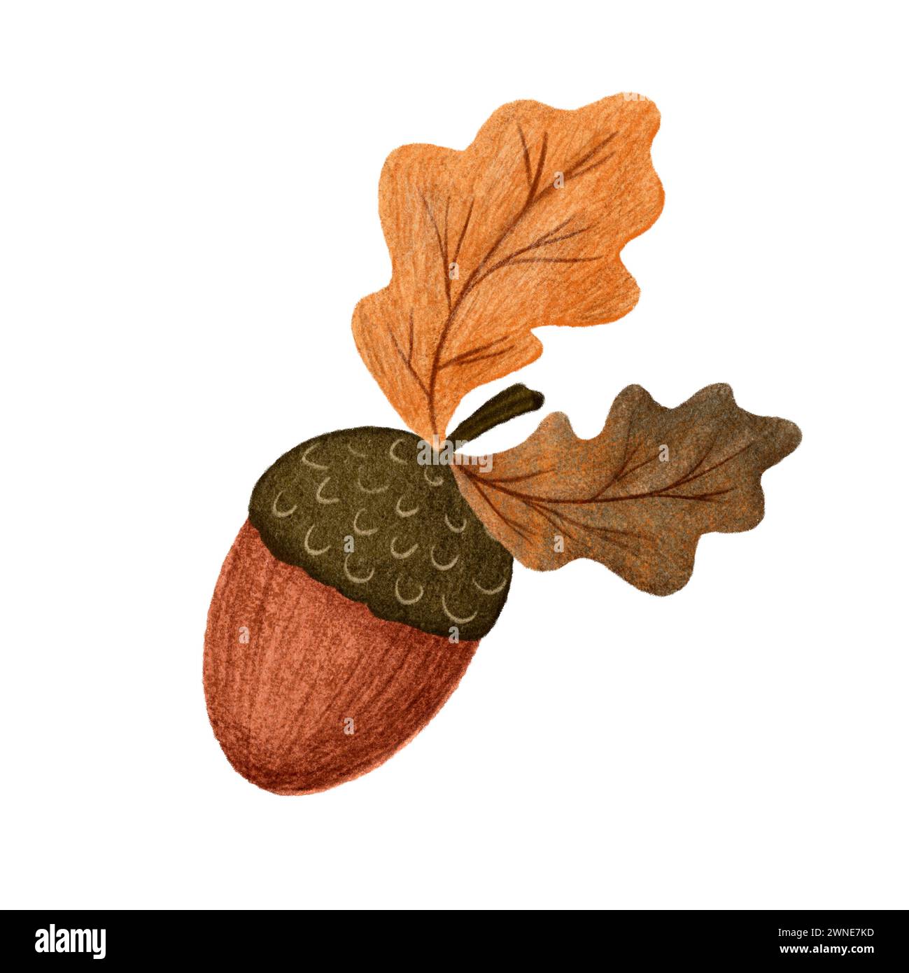 Il cartone animato Acorn ha isolato l'illustrazione autunnale su sfondo bianco. Frutta di quercia. Per adesivi, stampa, cartoncino, motivo Foto Stock