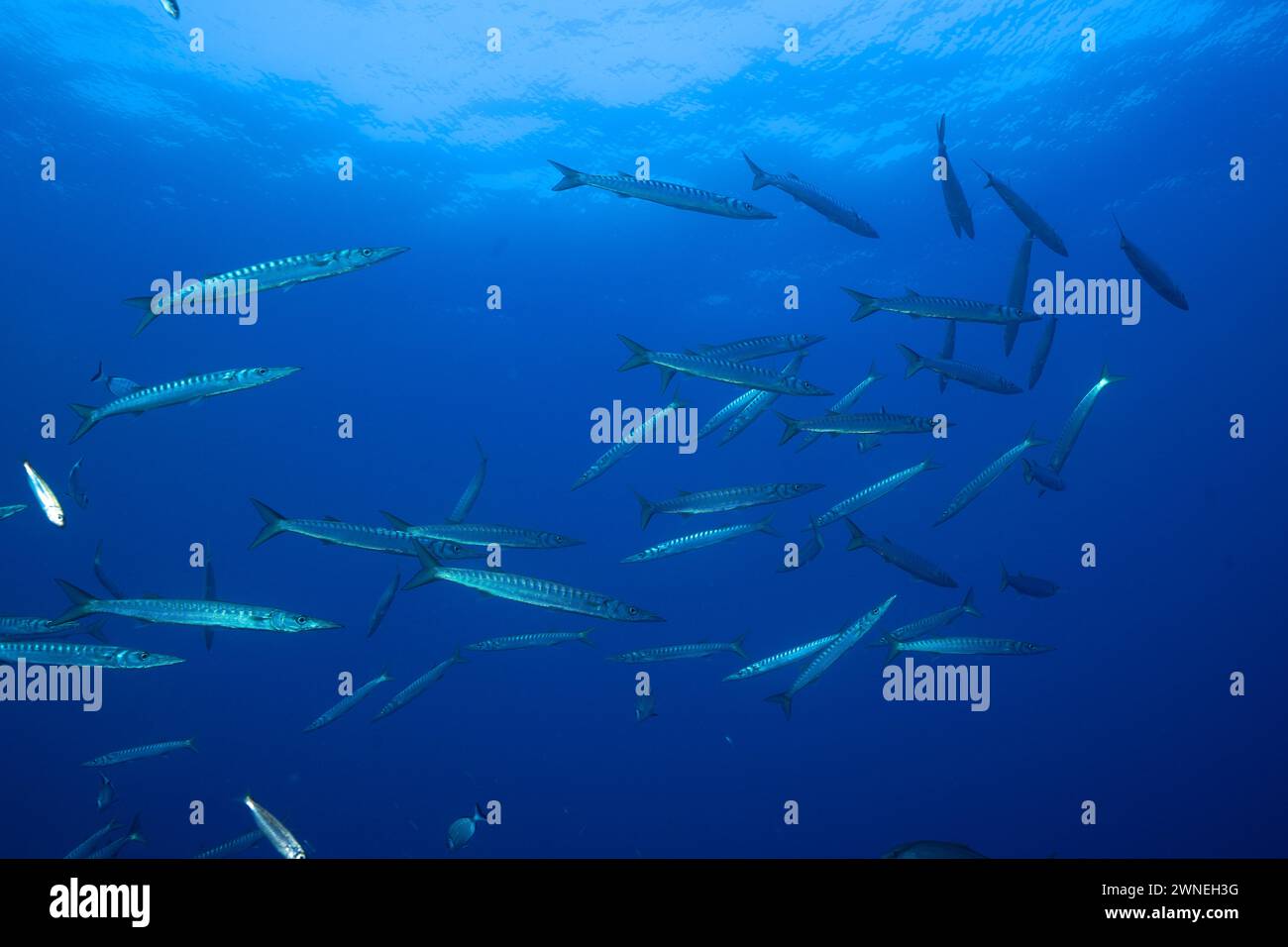 Scuola di pesce, gruppo, scuola di barracuda (Sphyraena sphyraena) nel Mar Mediterraneo vicino a Hyeres. Sito per immersioni nella penisola di Giens, Costa Azzurra Foto Stock