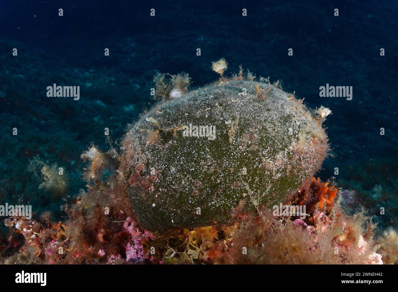 Palla di mare, alghe di palla (Codium bursa), alghe, nel Mar Mediterraneo vicino a Hyeres. Sito di immersione nella penisola di Giens, Costa Azzurra, Francia Foto Stock
