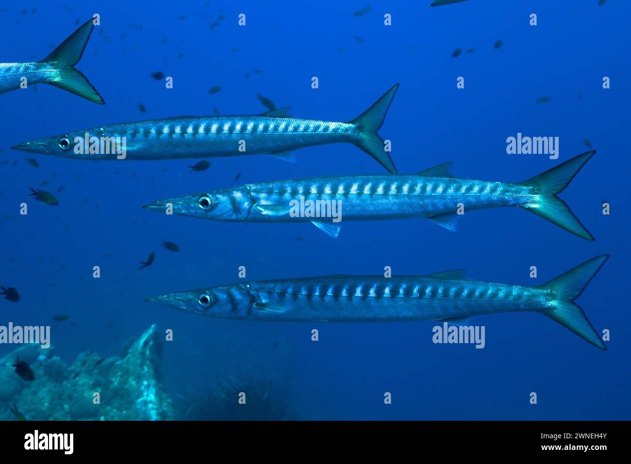 Scuola di pesce, gruppo, scuola di barracuda (Sphyraena sphyraena) nel Mar Mediterraneo vicino a Hyeres. Sito per immersioni nella penisola di Giens, Costa Azzurra Foto Stock