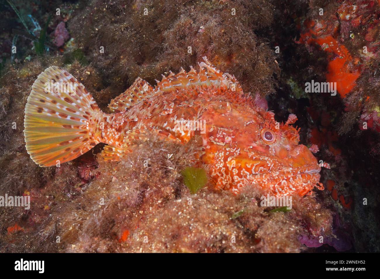 Grande scorpione rosso (Scorpaena scrofa), scrofa di mare, nel Mediterraneo vicino a Hyeres. Sito di immersione nella penisola di Giens, Costa Azzurra, Francia Foto Stock