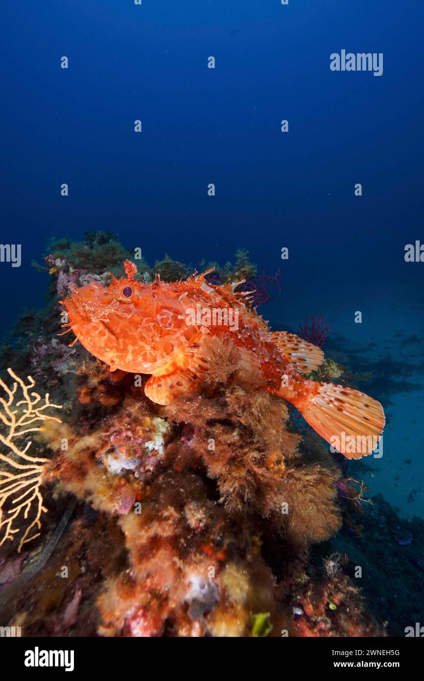 Grande scorpione rosso (Scorpaena scrofa), scrofa di mare, nel Mediterraneo vicino a Hyeres. Sito di immersione nella penisola di Giens, Costa Azzurra, Francia Foto Stock