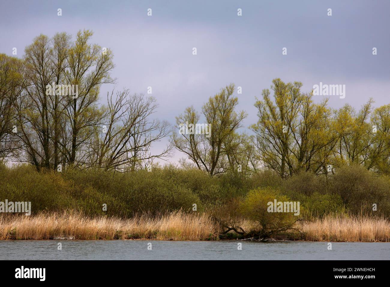 Alberi di salice e arbusti sulle rive del fiume Peene, parco naturale del paesaggio del fiume Peene Valley, Meclemburgo-Pomerania Occidentale, Germania Foto Stock