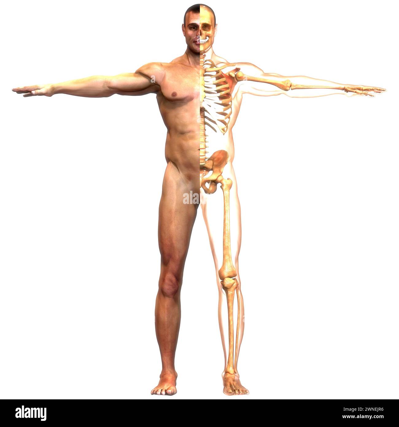 Scheletro umano sistema ossa articolazioni anatomia Foto Stock
