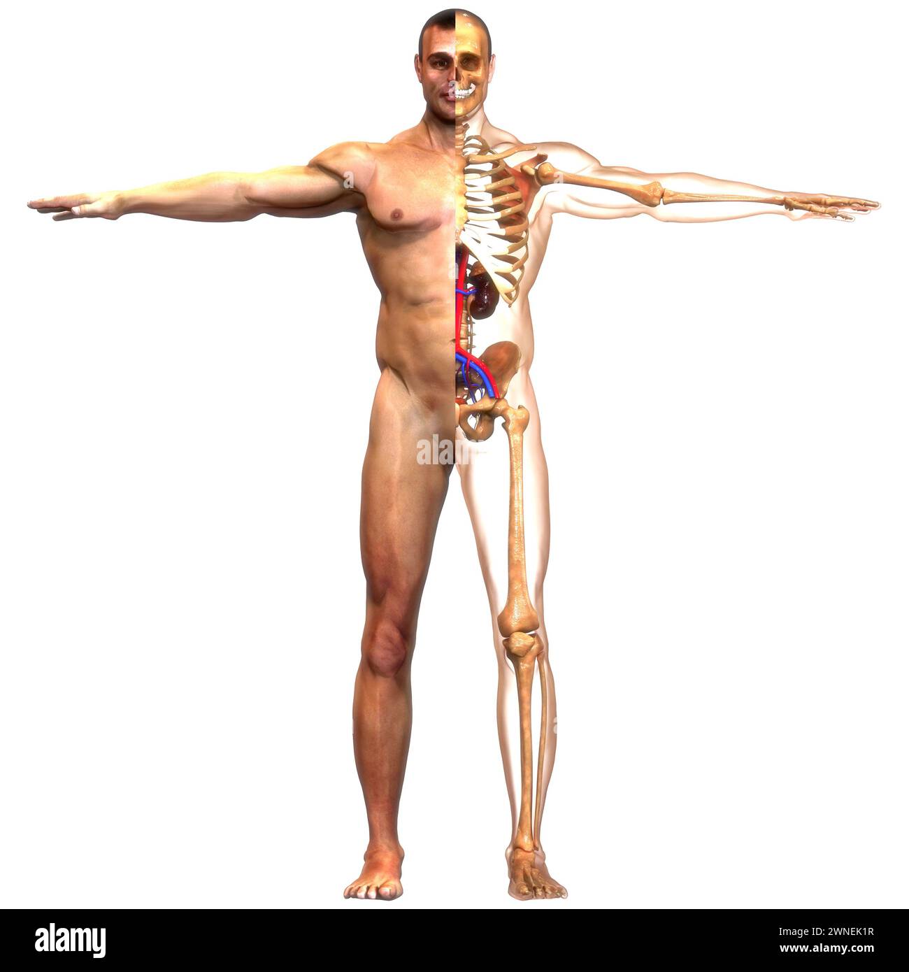 Umano Sistema urinario i reni con anatomia della vescica Foto Stock
