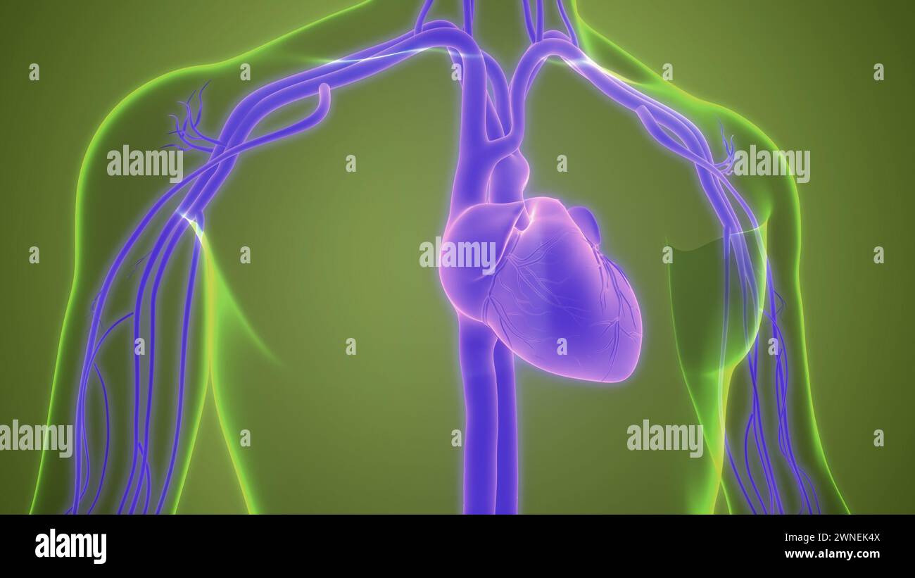 Umano Sistema circolatorio Anatomia cardiaca Foto Stock