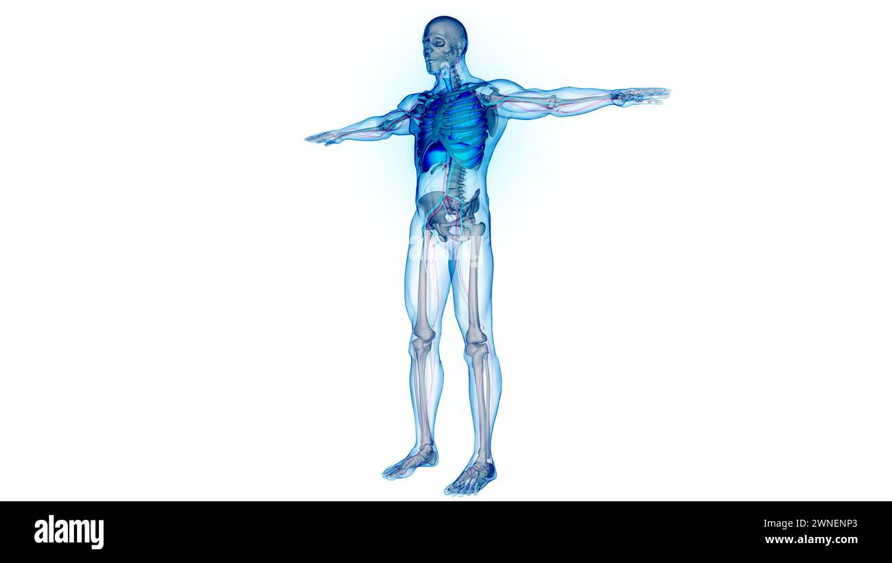 Umano Sistema respiratorio polmoni anatomia Foto Stock