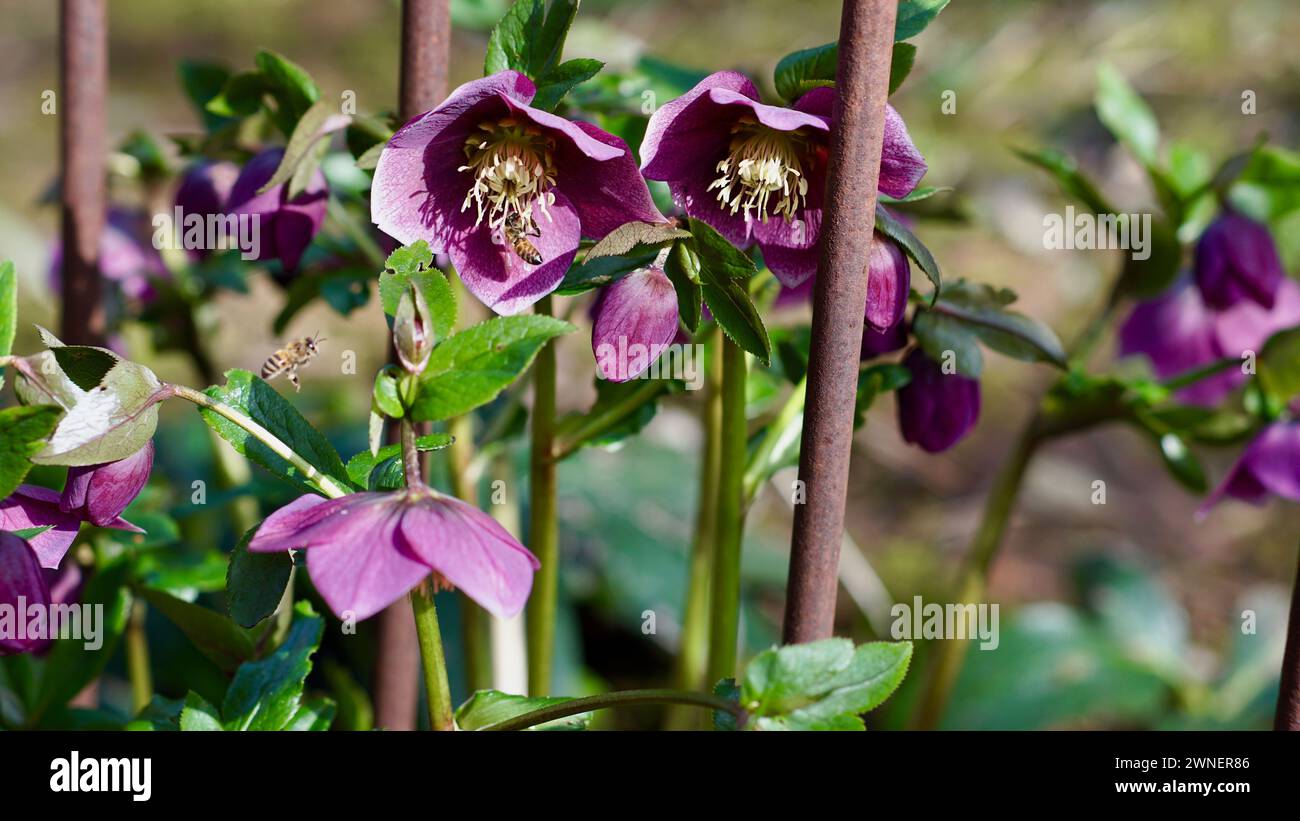 Un helleborus orientalis nel giardino a febbraio. Api. Foto Stock