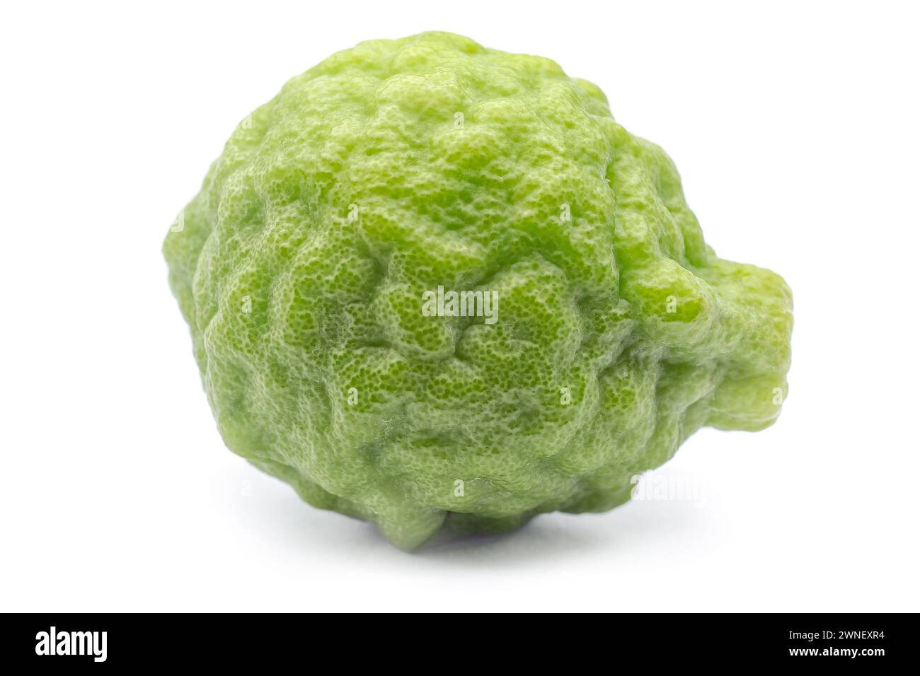 kaffir lime (Citrus hystrix), Rutaceae. Rari agrumi originari della nuova Zelanda. Piccolo albero spinoso. La buccia dal sapore speziato viene utilizzata in cucina. Combawa Foto Stock