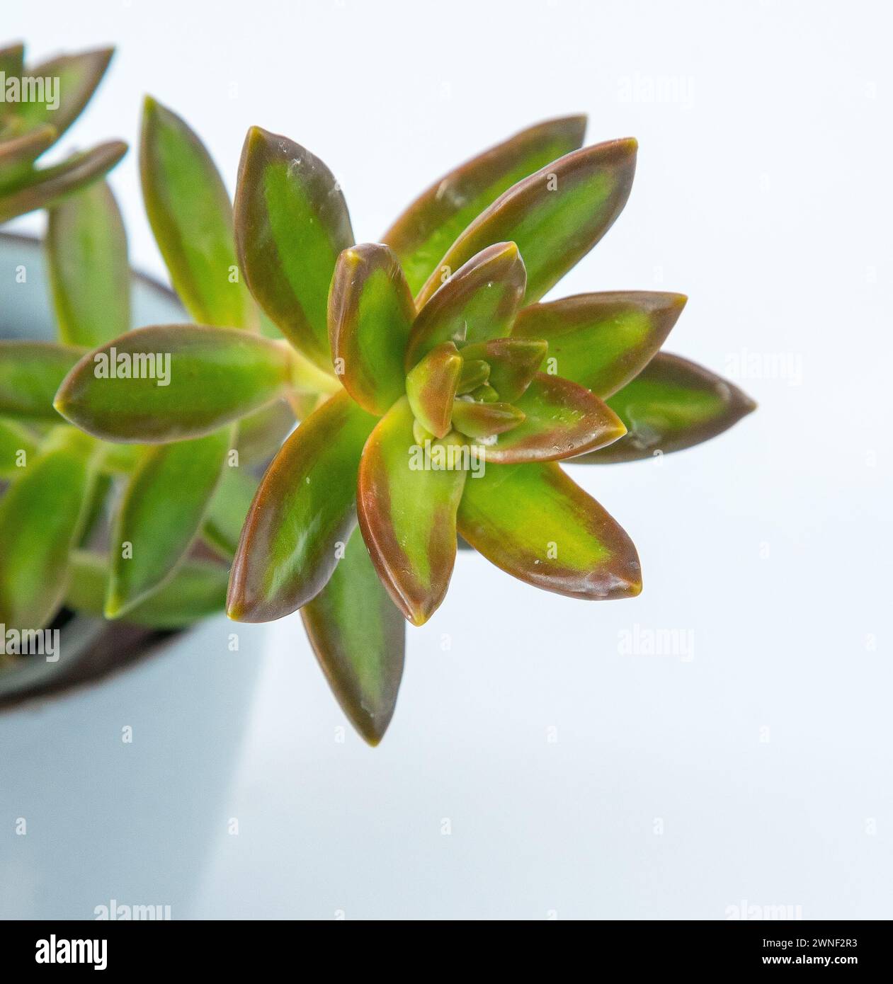 Sedum adolphii pianta di Firestorm succulenta in vaso. Piccolo fiore verde su sfondo bianco Foto Stock