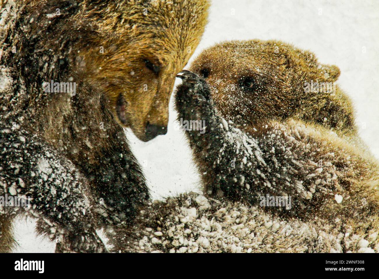 Cuccioli di orso bruno che combattono nella neve, parco degli animali di Mont d'Orzeires, montagna del giura, Svizzera Foto Stock