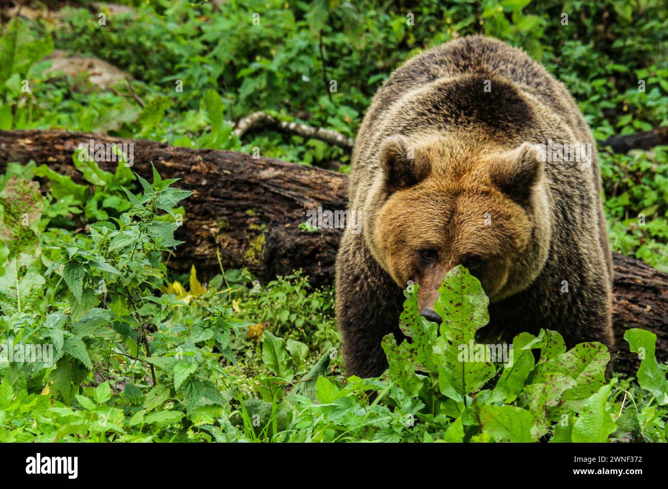 Orso bruno (Ursus Arctic) in un parco di animali da vista in Estonia Foto Stock