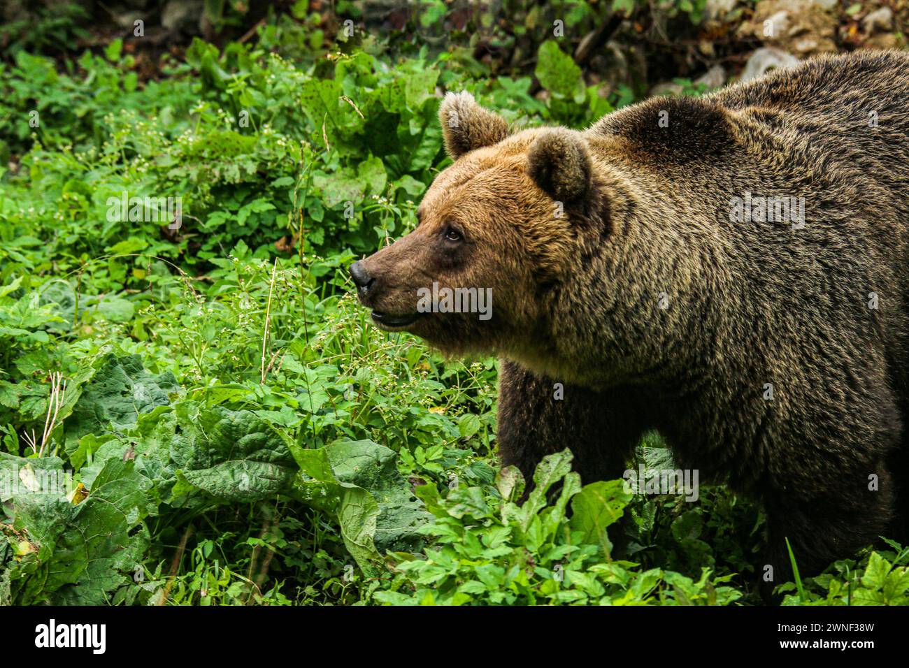 Orso bruno (Ursus Arctic) in un parco di animali da vista in Estonia Foto Stock