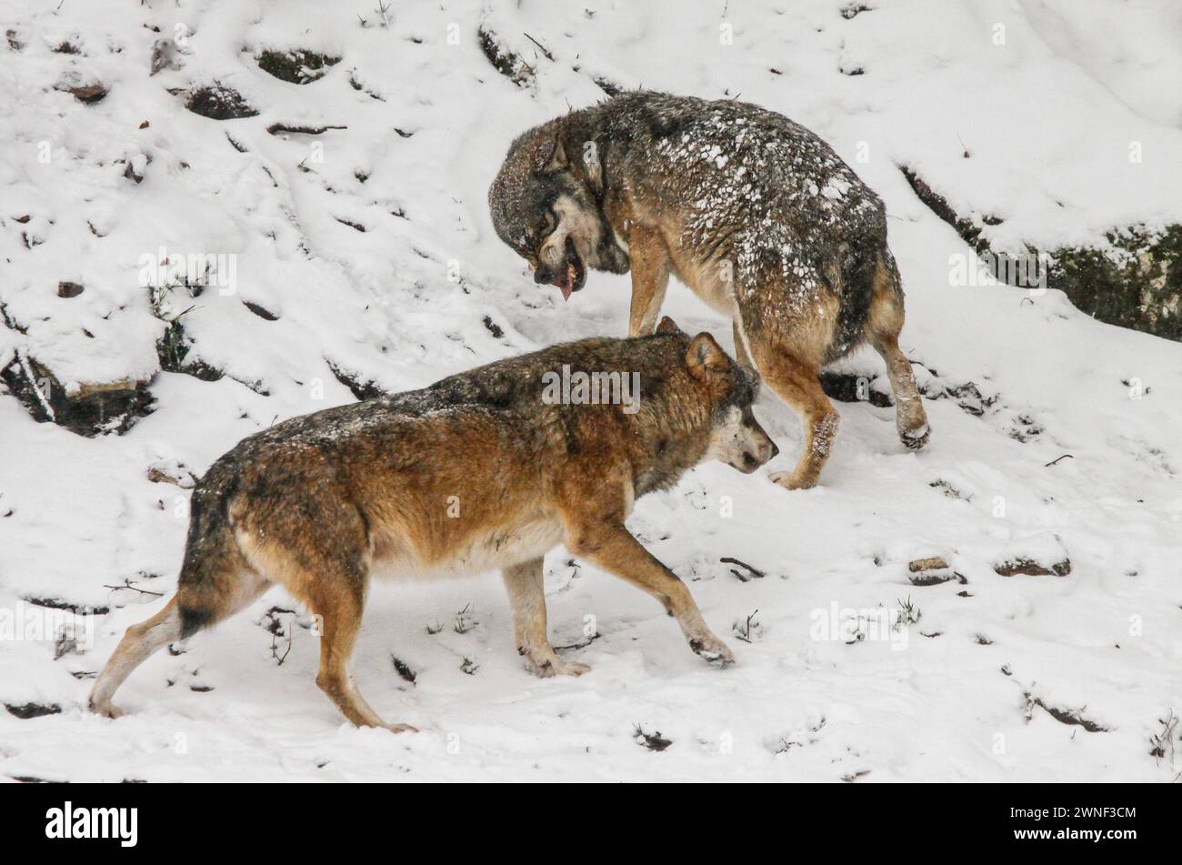 Lupo grigio, comportamento sottomesso, Mont d'Orzeires Vision Animal Park, montagna del giura, Svizzera Foto Stock