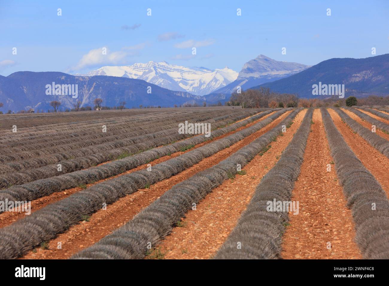 La lavanda nutre in inverno con montagne innevate sullo sfondo, altopiano di Valensole, Alpes de Haute Provence, PACA Foto Stock