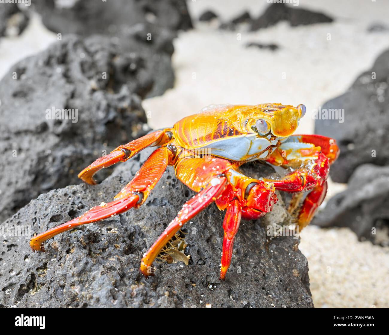 Foto ravvicinata di un granchio Sally Lightfoot su una roccia vulcanica, punto focale selettivo, Isole Galapagos, Ecuador. Foto Stock