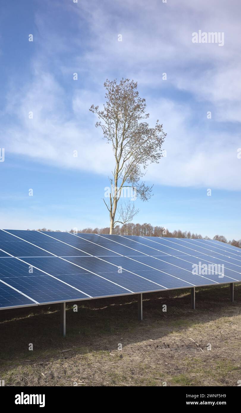 Moduli fotovoltaici su un campo, focalizzazione selettiva. Foto Stock