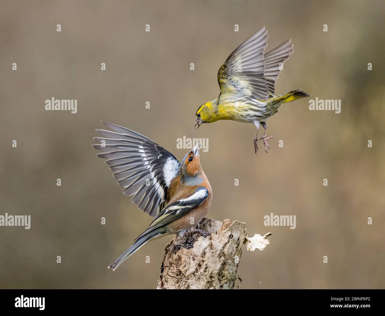 Aberystwyth, Ceredigion, Galles, Regno Unito. 2 marzo 2024. Un maschio chaffinch buccia i siskins lontano da una piccola area di alimentazione, ma spesso il sipello si ritorce. Queste interazioni sono comuni intorno ai dosatori di semi, ma l'azione è troppo rapida per essere eseguita; queste fotografie sono state scattate a 1/4000 o 5000 di secondo per congelare il momento. Crediti: Phil Jones/Alamy Live News Foto Stock