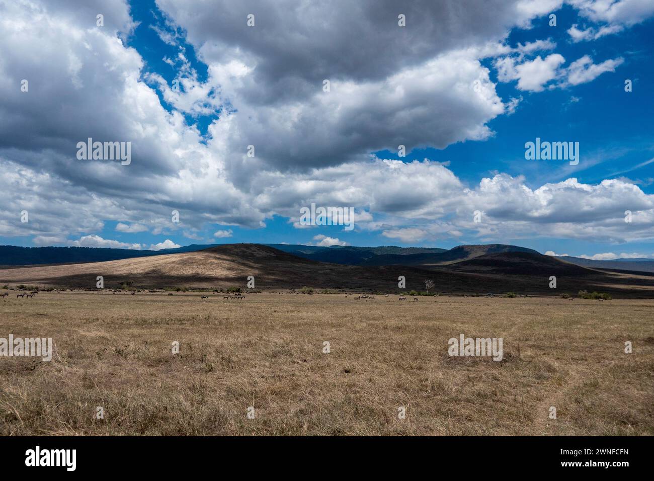 Ngorongoro, Tanzania, 25 ottobre 2023. Auto da safari sulle strade di Ngorogoro Foto Stock