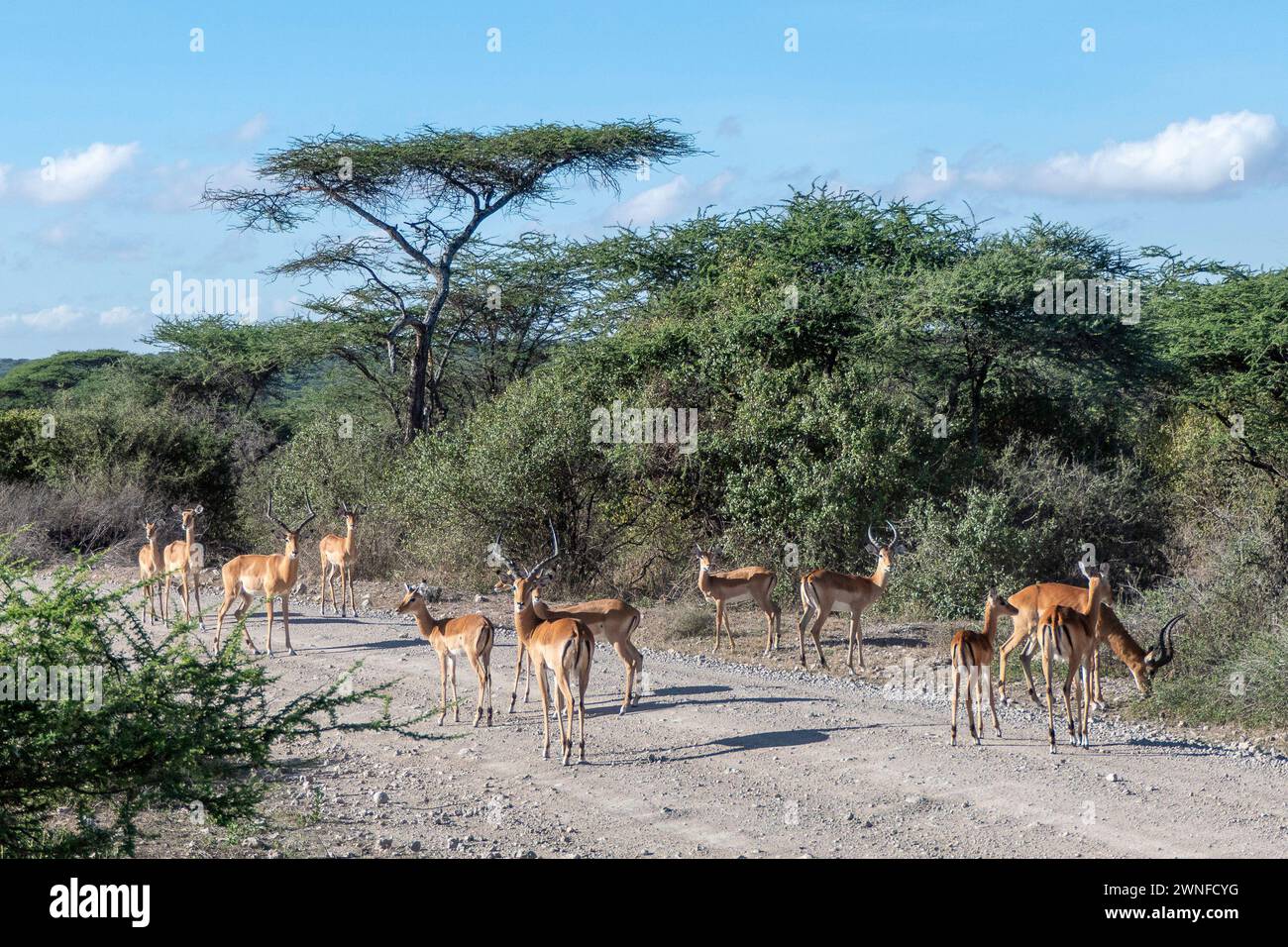 Serengeti, Tanzania, 27 ottobre 2023. impalas che cammina su una strada nel parco nazionale Foto Stock