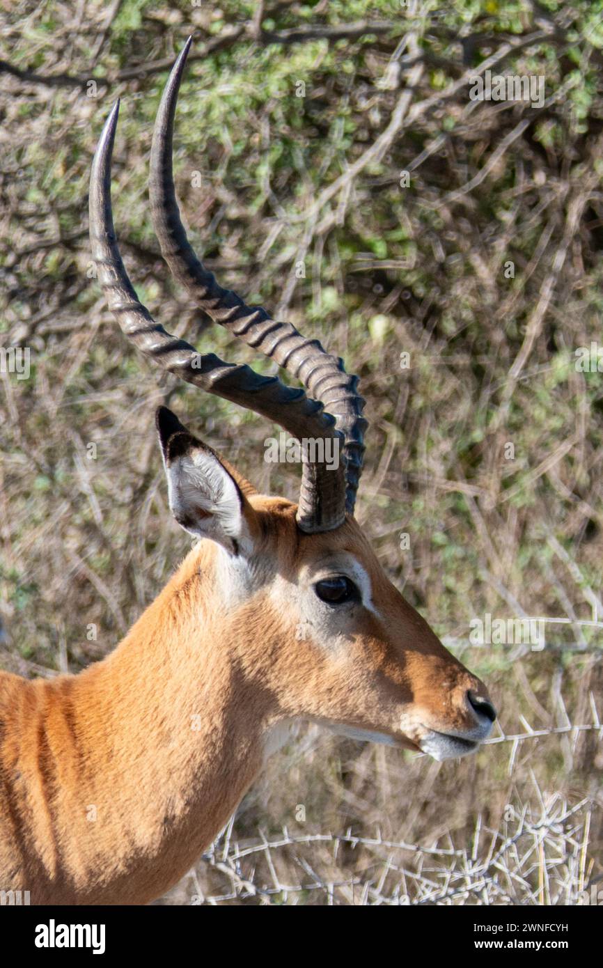 Serengeti, Tanzania, 27 ottobre 2023. primo piano di una testa d'impala Foto Stock