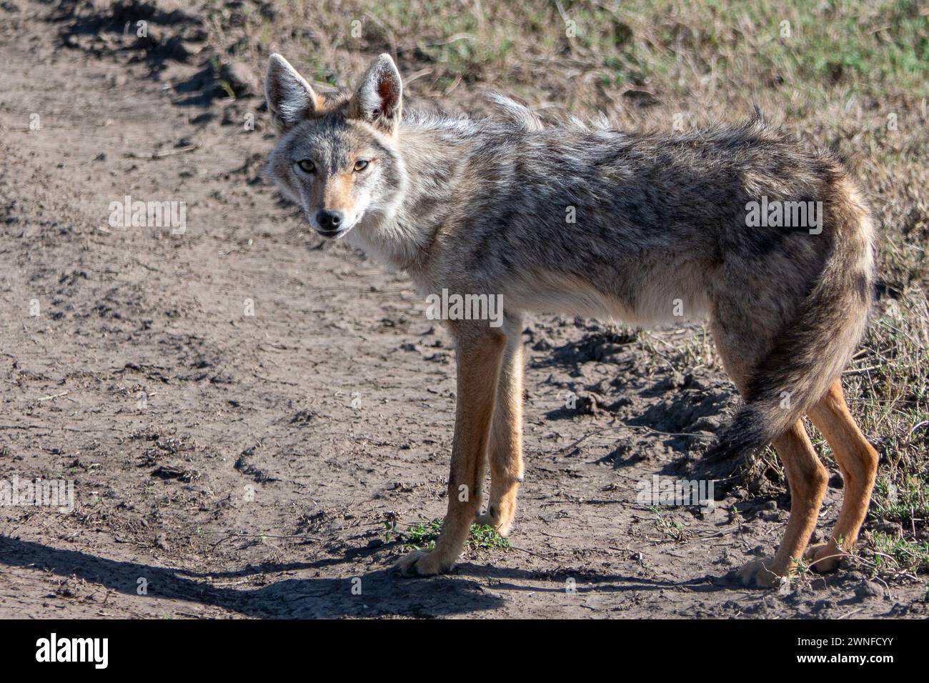 Serengeti, Tanzania, 27 ottobre 2023. jackal che cammina per strada Foto Stock