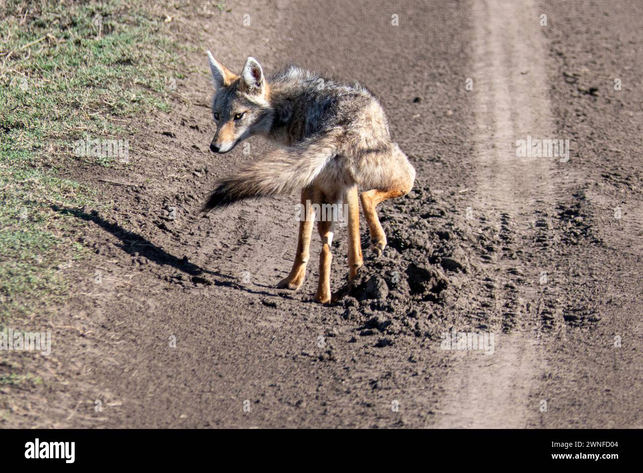Serengeti, Tanzania, 27 ottobre 2023. jackal che cammina per strada Foto Stock