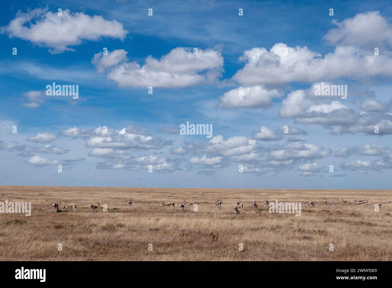 Serengeti, Tanzania, 27 ottobre 2023. paesaggio con impalate in pianura Foto Stock