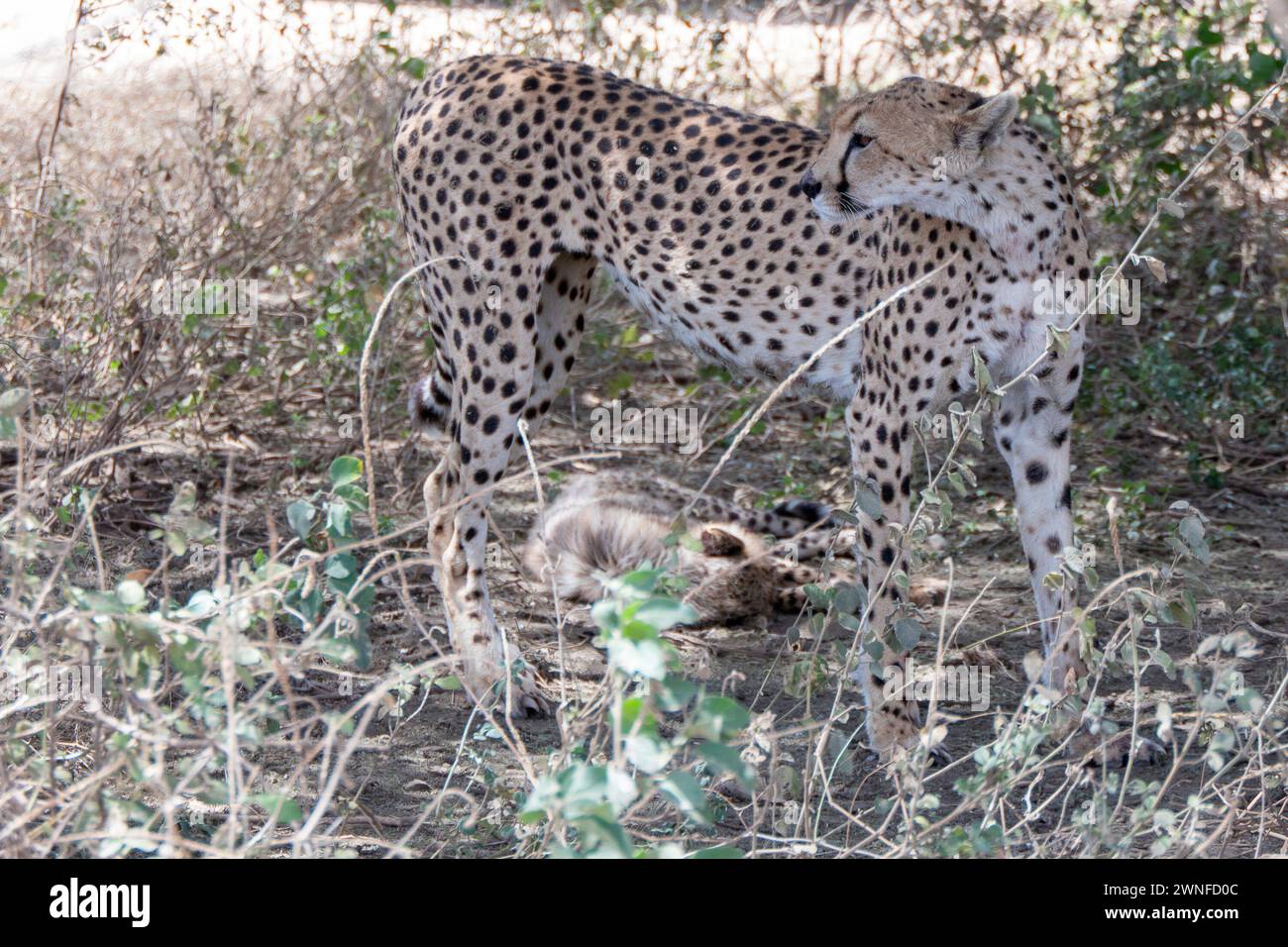 Serengeti, Tanzania, 27 ottobre 2023. Cheetah si nasconde sotto un albero con il suo bambino Foto Stock