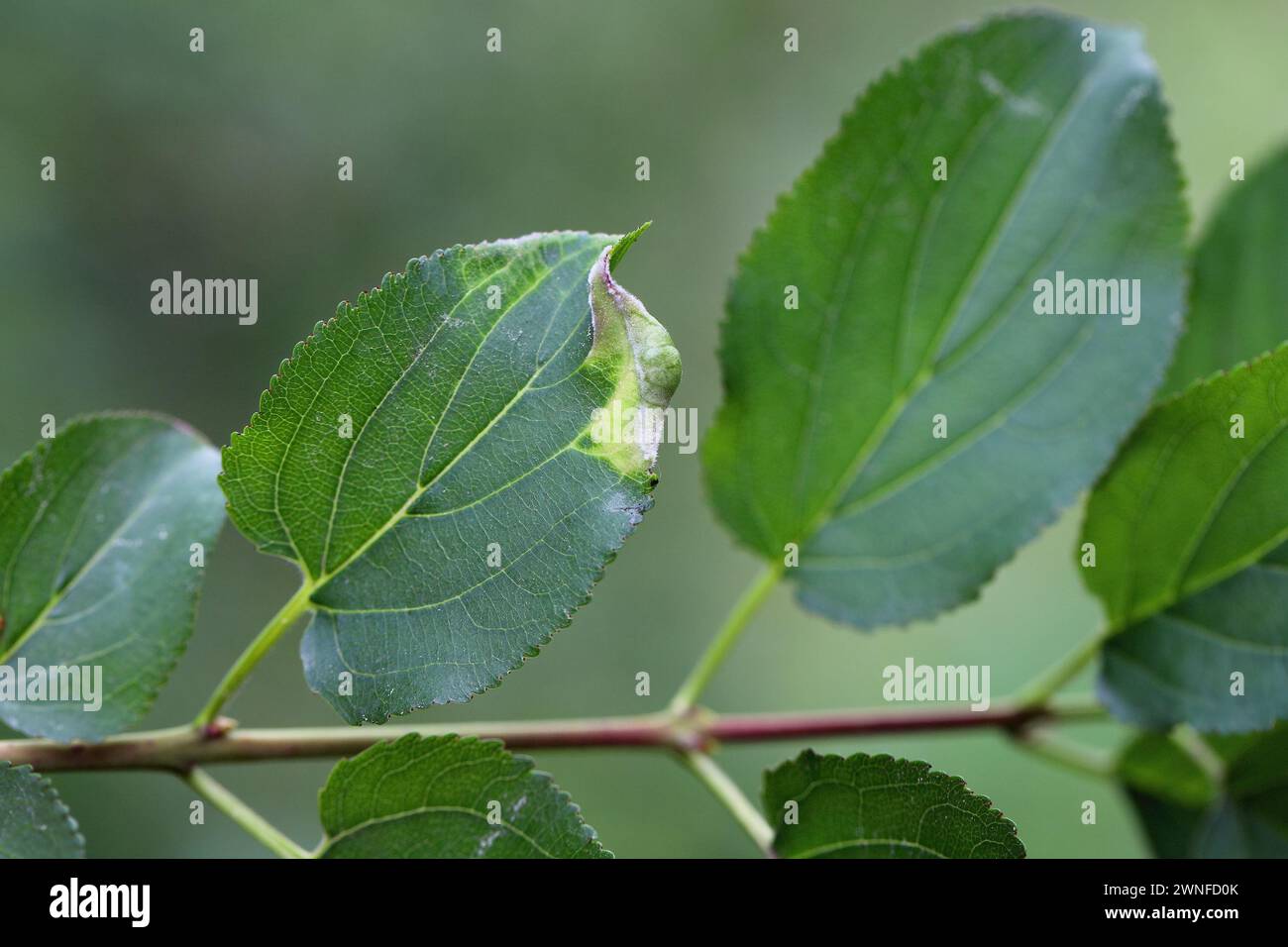 Una foglia deformata dello jackalberry è il luogo in cui l'insetto saltando sviluppa Cacopsylla rhamnicola. Foto Stock