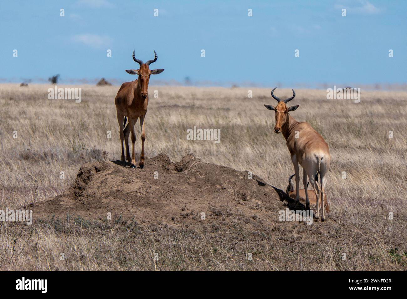 Serengeti, Tanzania, 27 ottobre 2023. Due alcelafo di Coca Cola o Kongoni Foto Stock