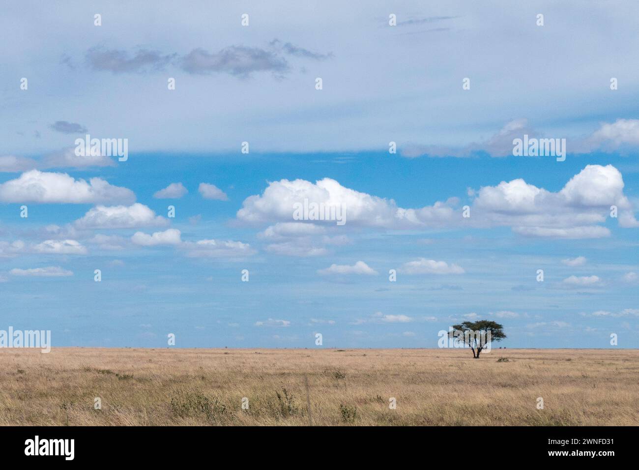 Serengeti, Tanzania, 27 ottobre 2023. Splendido paesaggio del Serengeti con un albero e un cielo blu Foto Stock
